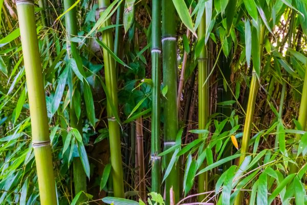 Bamboo Trimming in Stafford