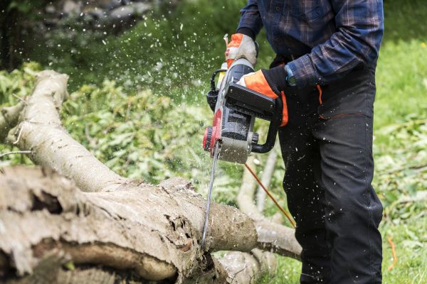 Branch Removal Service in Stafford
