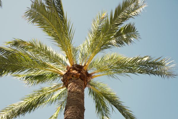 Palm Tree Pruning in Stafford