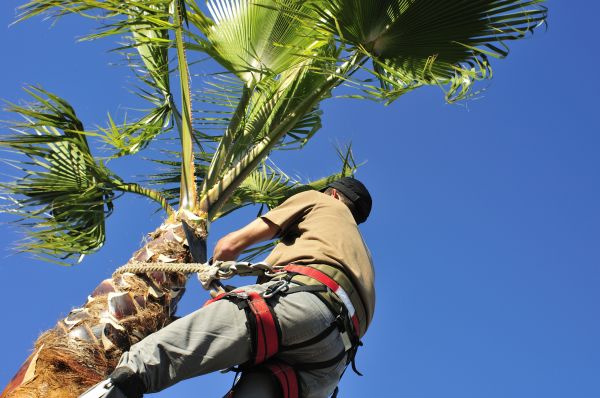 Palm Tree Trimming in Stafford