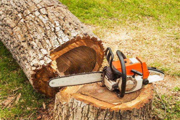 Tree Cutting Service in Stafford