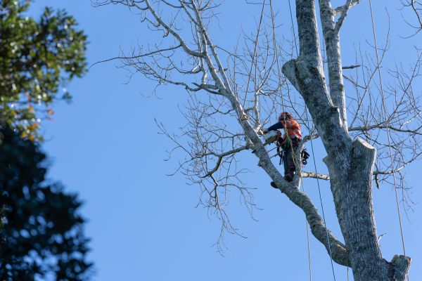 Tree Topping Service in Stafford