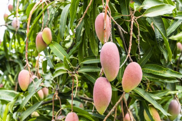 Mango Tree Trimming in Stafford
