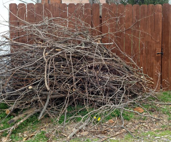 Dead Branch Removal in Stafford