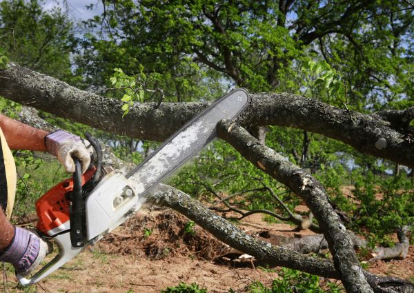 Tree Branch Cutting in Stafford