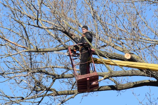 Emergency Tree Trimming in Stafford