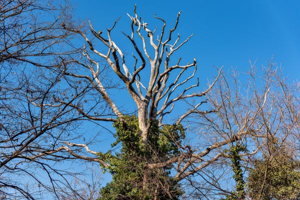 Deadwood Removal in Stafford