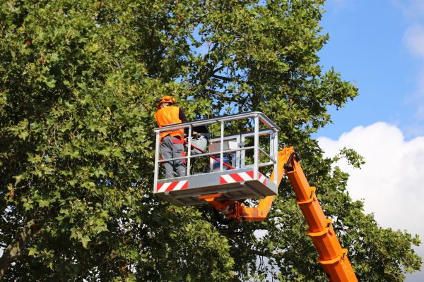 Commercial Tree Service in Stafford