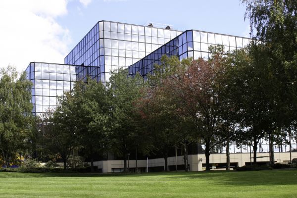 Commercial Tree Trimming in Stafford