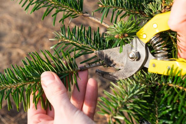 Pine Tree Pruning in Stafford