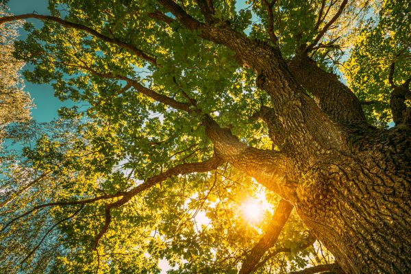 Oak Tree Pruning in Stafford