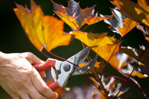 Maple Tree Pruning in Stafford