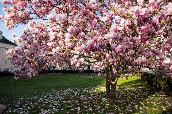 Magnolia Tree Pruning in Stafford
