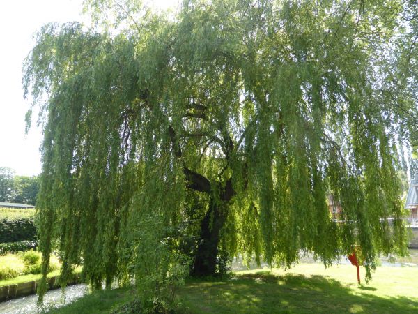Willow Tree Trimming in Stafford