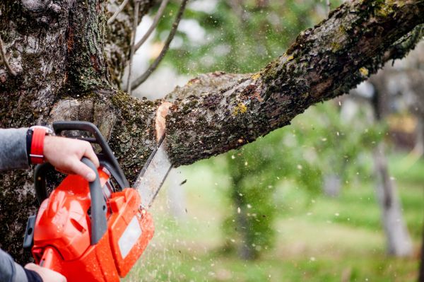 Tree Limbs Removal in Stafford
