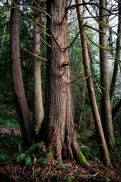 Cedar Tree Trimming in Stafford
