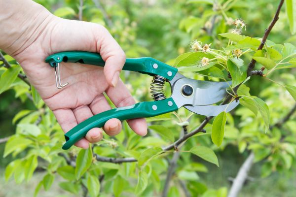 Pear Tree Pruning in Stafford