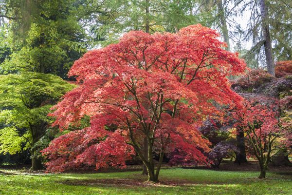 Japanese Maple Pruning in Stafford