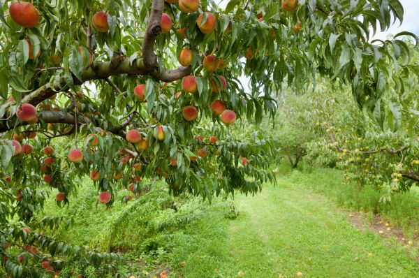 Peach Tree Pruning in Stafford