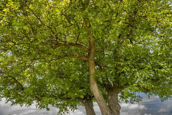 Walnut Tree Trimming in Stafford