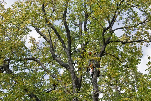 Tree Crown Shaping in Stafford