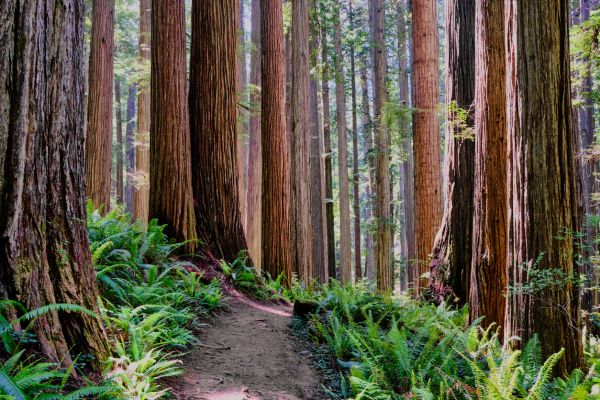 Redwood Tree Trimming in Stafford