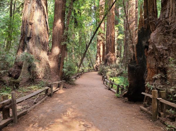 Redwood Tree Pruning in Stafford
