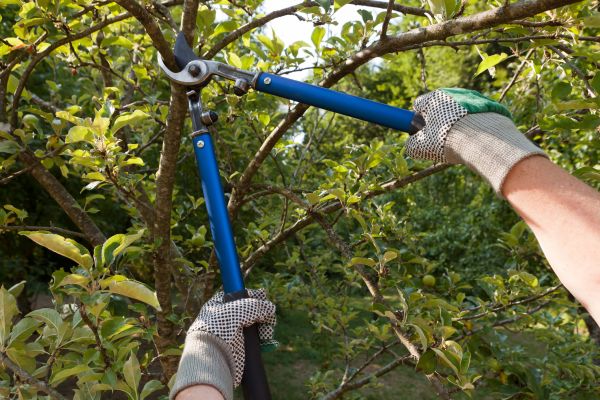Residential Tree Pruning in Stafford