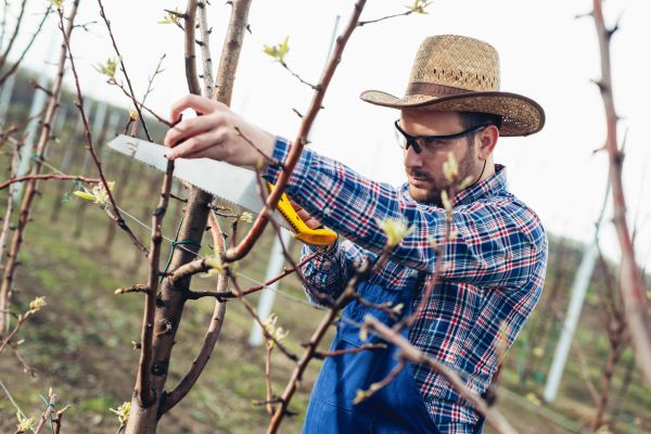 Orchard Tree Pruning in Stafford