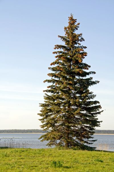 Spruce Tree Pruning in Stafford