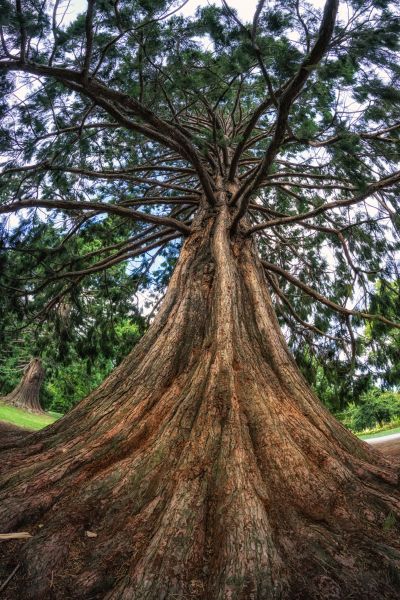Cedar Tree Pruning in Stafford
