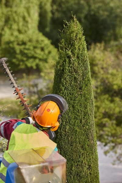 Cypress Tree Trimming in Stafford