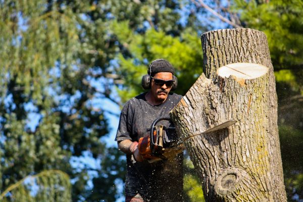 Ash Tree Pruning in Stafford