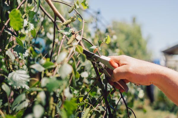 Birch Tree Pruning in Stafford