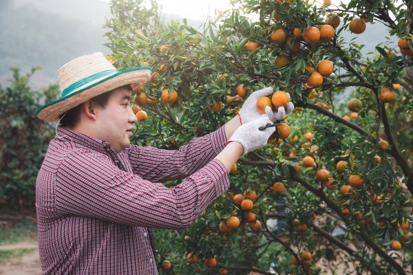 Orange Tree Pruning in Stafford