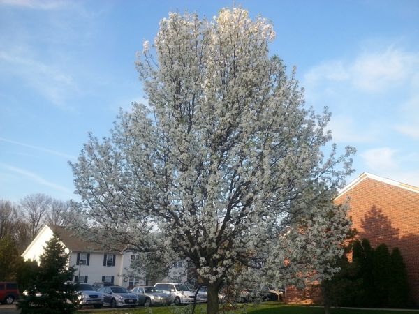 Bradford Pear Tree Pruning in Stafford