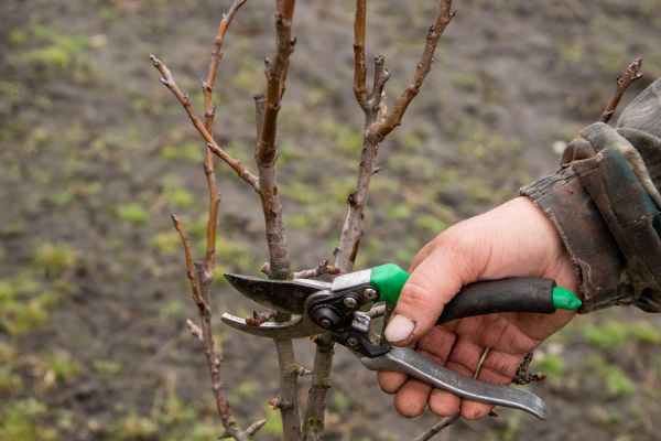 Pear Trees Pruning in Stafford