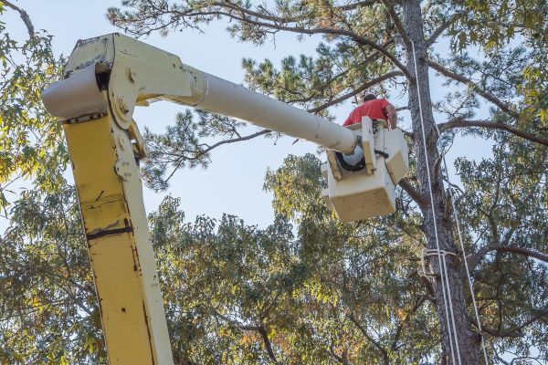 Limbs Trimming in Stafford