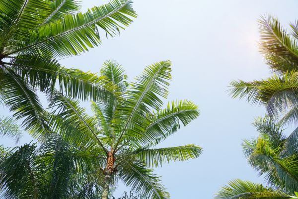 Queen Palm Tree Trimming in Stafford