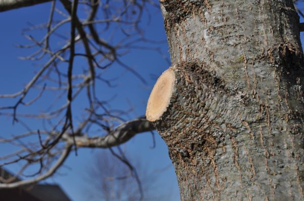 Limb Pruning in Stafford
