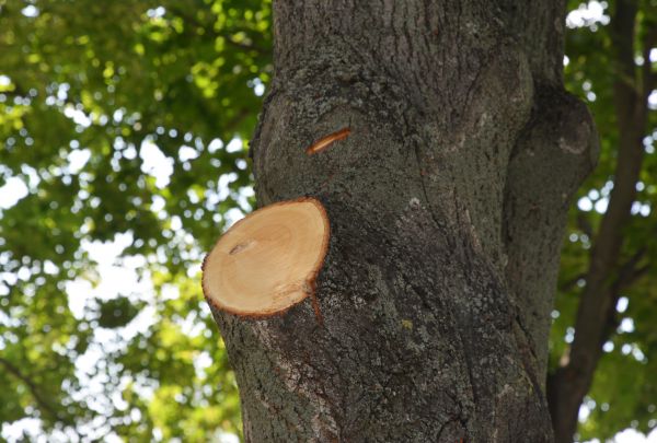 Limb Cutting in Stafford