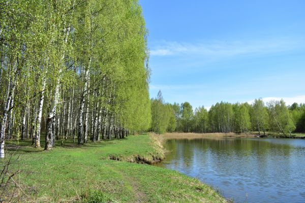 River Birch Pruning in Stafford