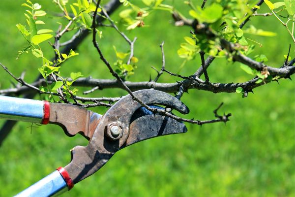 Branches Pruning in Stafford