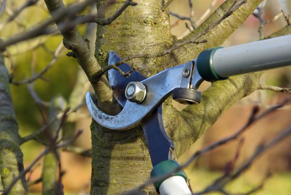 Tree Limb Trimming Service in Stafford