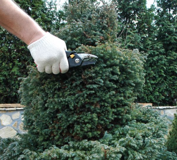 Ornamental Tree Trimming in Stafford