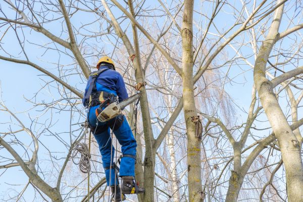 Large Tree Trimming in Stafford