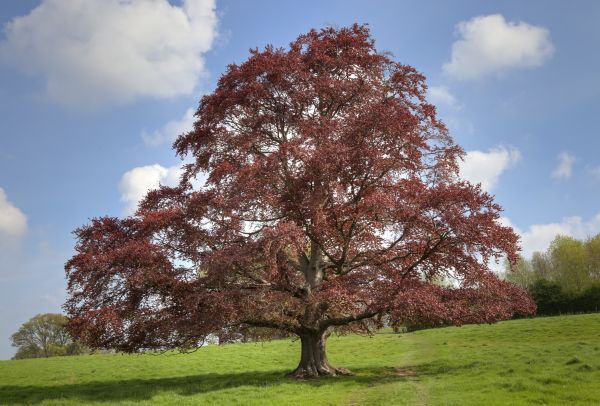 Beech Tree Pruning in Stafford