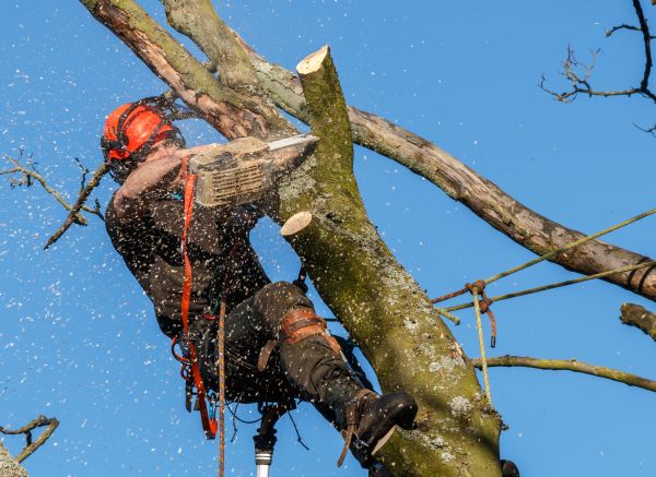 Tree Trimming Service in Stafford