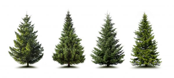 Cost of Pine Tree Trimming in Stafford