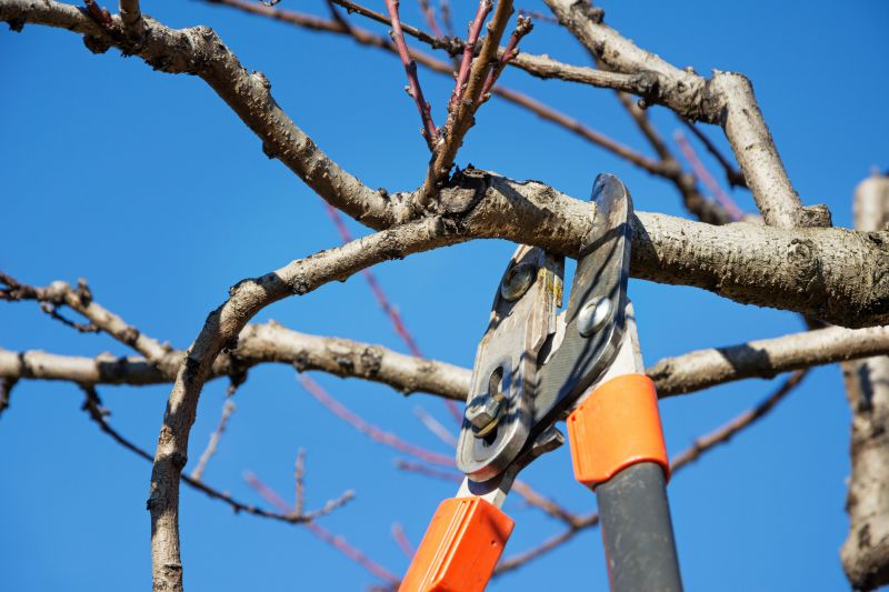 Pear Tree Pruning